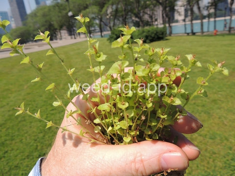 venuslookingglass, common